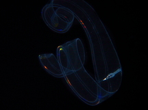 Venus Girdle - Cestum veneris