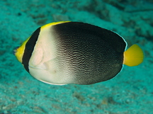 Vermiculated Angelfish - Chaetodontoplus mesoleucus