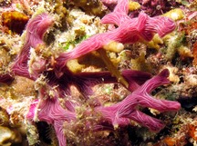 Chalinula nematifera - Chalinula nematifera