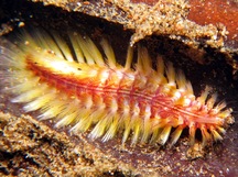 Darklined Fireworm - Chloeia fusca