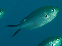 Scissortail Chromis - Chromis atrilobata