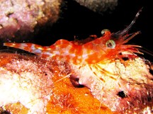 Reticulated Hinge-Beak Shrimp - Cinetorhynchus reticulatus