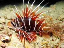 Clearfin Lionfish - Pterois radiata