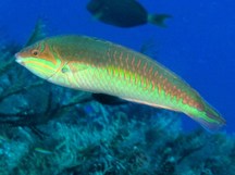 Clown wrasse - Halichoeres maculipinna