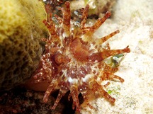 Club-Tipped Anemone - Telmatactis americana