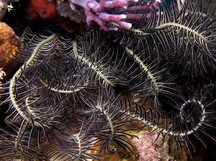 Crevice Feather Star - Comanthus suavia