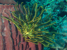 Schlegel's Feather Star - Comaster schlegelii