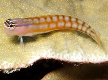 Comical Coralblenny - Ecsenius opsifrontalis