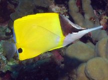 Longnose Butterflyfish - Forcipiger flavissimus