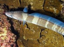 Hawaiian Conger Eel - Conger marginatus