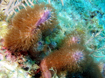 Corky Sea Finger - Briareum asbestinum