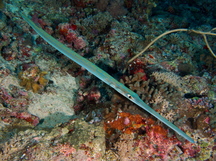 Bluespotted Cornetfish - Fistularia commersonii