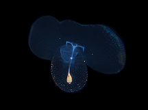 Corolla spectabilis - Corolla spectabilis