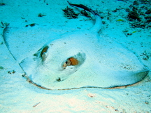 Cowtail Stingray - Pastinachus sephen