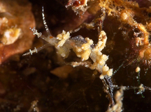 cratena affinis - Cratena affinis