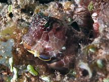 Triplespot Blenny - Crossosalarias macrospilus