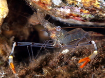 Cuapetes sp. 1 - Cuapetes sp. 1