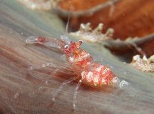 Horned Sea Pen Shrimp - Dasycaris ceratops