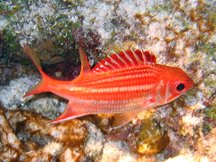 Dusky squirrelfish - Sargocentron vexillarium