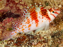 Dwarf hawkfish - Cirrhitichthys falco