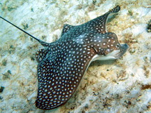 Spotted Eagle Ray - Aetobatus narinari