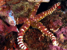 Warty Sea Star - Echinaster callosus