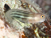 Fourline Coralblenny - Ecsenius aequalis