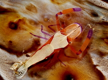 Emperor Shrimp - Periclimenes imperator