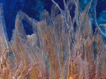 Feather Hydroid - Gymnangium longicauda