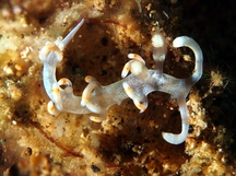 Bicolor Flabellina - Flabellina bicolor