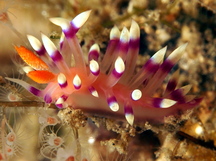 Desirable Flabellina - Flabellina exoptata
