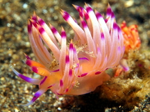 Redline Flabellina - Flabellina rubrolineata