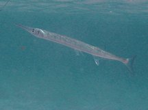 Flat Needlefish - Ablennes hians
