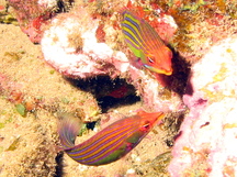 Fourstripe Wrasse - Pseudocheilinus tetrataenia