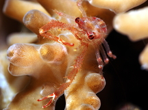 Galathea sp. 1 - Galathea sp. 1