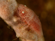 Cryptic Sponge Shrimp - Gelastocaris paronae