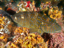 Giant Hawkfish - Cirrhitus rivulatus