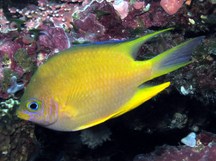 Golden Damselfish - Amblyglyphidodon aureus