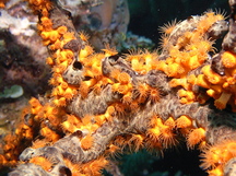 Golden Zoanthid - Parazoanthus swiftii