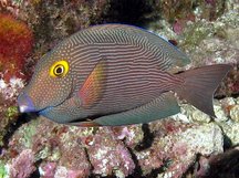 Goldring Surgeonfish - Ctenochaetus strigosus