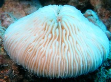 Granular Razor Coral - Fungia granulosa
