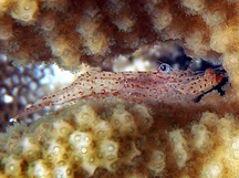Starry Coral Shrimp - Harpiliopsis beaupressi