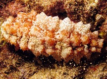Hawaiian Yellow-tip Sea Cucumber - Stichopus sp. 2