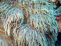 Leathery Sea Anemone - Heteractis crispa