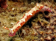 Spotted hypselodoris - Hypselodoris maculosa