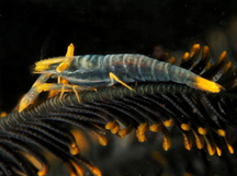 Ambon Crinoid Shrimp - Laomenes amboinensis