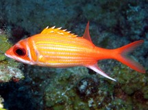 Longjaw Squirrelfish - Neoniphon marianus
