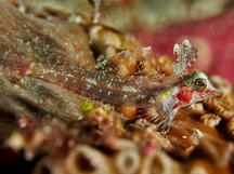 Miracle Triplefin - Enneapterygius mirabilis