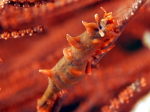 Dragon Shrimp - Miropandalus hardingi