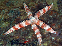 Friant's Sea Star - Nardoa frianti